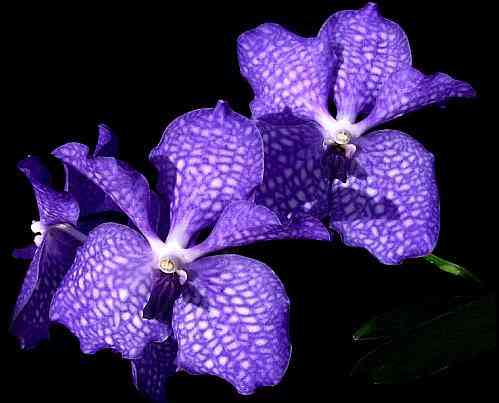 Vanda Sansai Blue